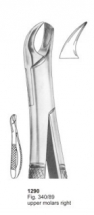  Fig. 340-89 upper molars right 